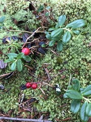 Vaccinium vitis-idaea