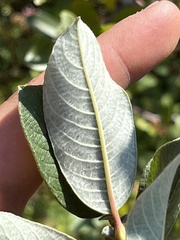 Salix sitchensis