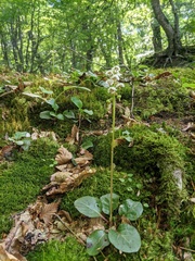 Pyrola media