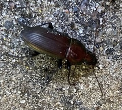 Poecilus cupreus