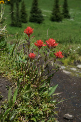 Castilleja
