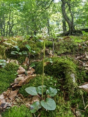 Pyrola media