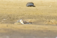 Calidris minuta