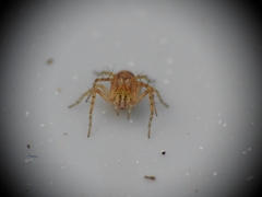 Oxyopes heterophthalmus