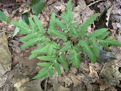 Sceptridium dissectum