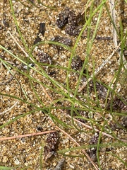 Eleocharis tuberculosa