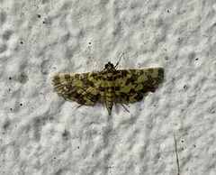 Eurrhyparodes tricoloralis