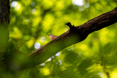 Sitta europaea