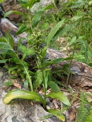 Dactylorhiza viridis