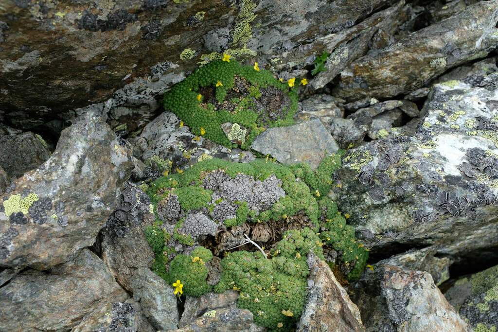 Draba rigida; photograph Екатерина Кропочева, CC BY, iNaturalist via GBIF