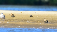 Calidris minuta