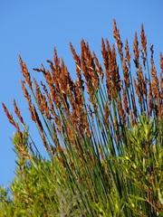 Elegia tectorum