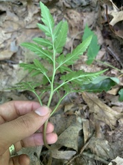 Sceptridium dissectum