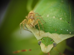 Oxyopes heterophthalmus