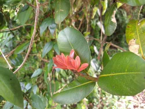 Calophyllum apetalum (Calophyllum apetalum)