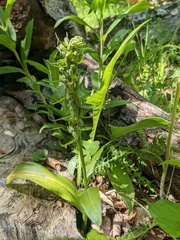 Dactylorhiza viridis