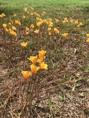 Zephyranthes tubispatha