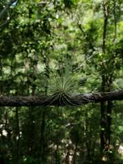 Tillandsia fuchsii