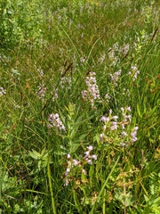 Dactylorhiza iberica