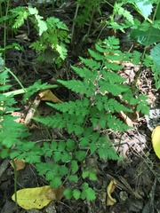 Cystopteris protrusa