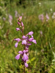 Dactylorhiza iberica