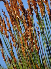 Elegia tectorum
