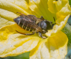 Megachile mendica