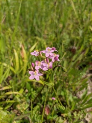 Centaurium