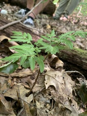 Sceptridium dissectum