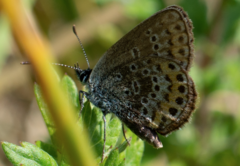 Plebejus argus