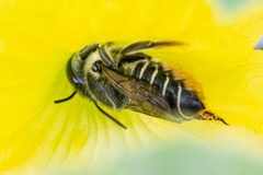 Megachile mendica