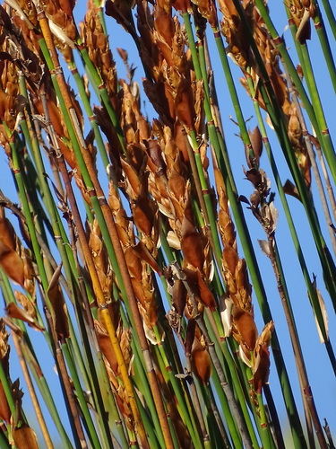 Image of Elegia equisetacea by (c) Shaun Swanepoel, some rights reserved (CC BY)