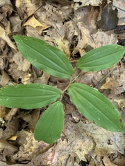 Maianthemum racemosum