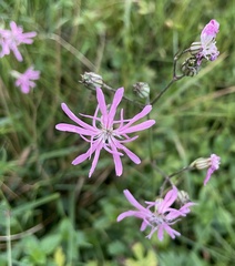 Silene flos-cuculi