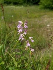 Dactylorhiza iberica