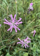 Silene flos-cuculi