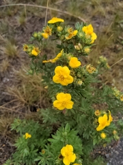 Dasiphora fruticosa