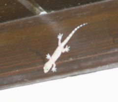 Hemidactylus turcicus