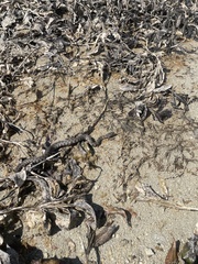 Nerodia sipedon sipedon