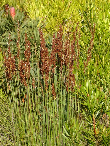 Image of Elegia equisetacea by (c) Shaun Swanepoel, some rights reserved (CC BY)