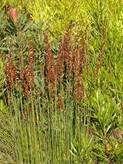 Elegia tectorum
