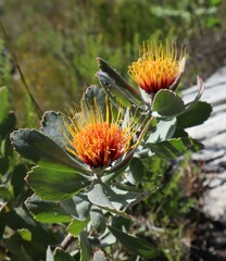 Leucospermum erubescens