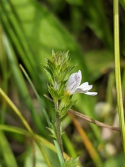 Euphrasia