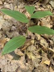 Maianthemum racemosum