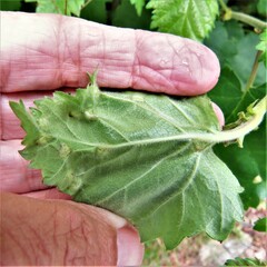 Acalitus brevitarsus