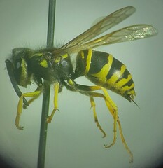 Vespula maculifrons