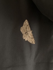 Peribatodes rhomboidaria