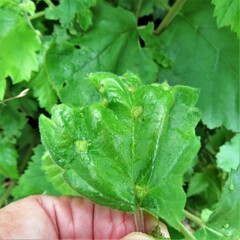 Acalitus brevitarsus