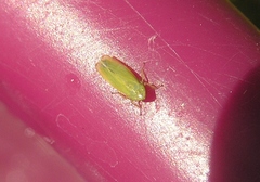 Diplocolenus evansi