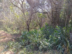 Hedychium coronarium